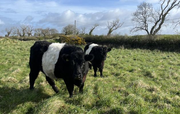 Belted galloway cows at Balmangan Farm